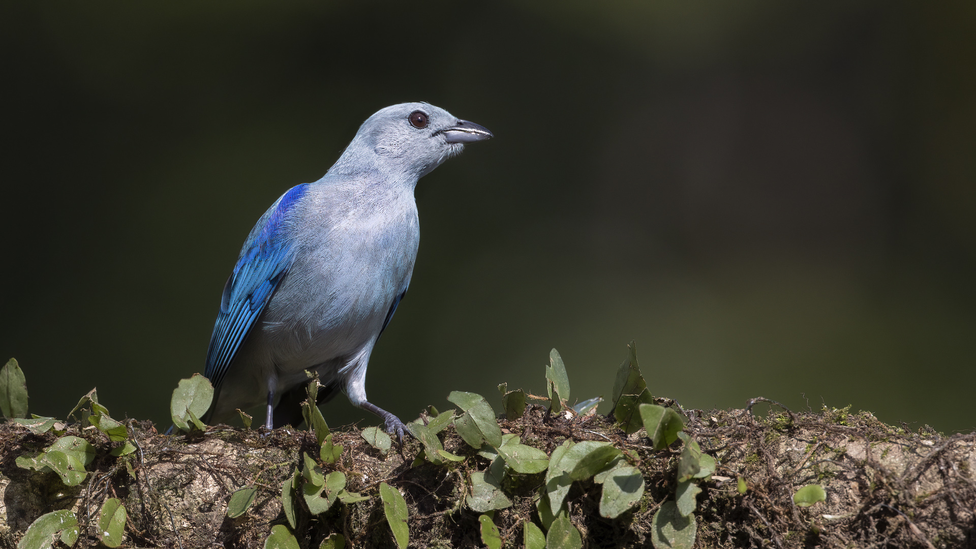 Blue-gray Tanager